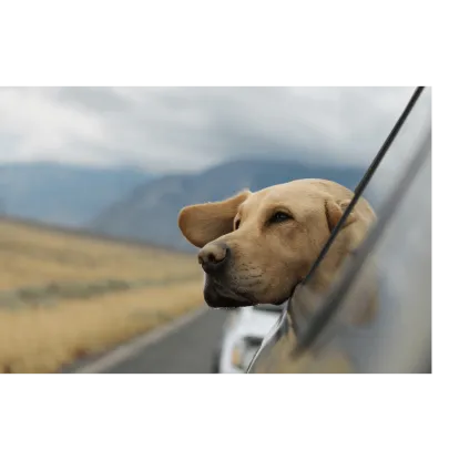 Alex's Paint & Auto Body LLC